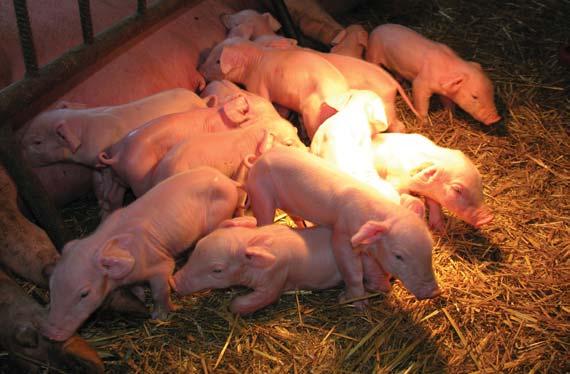 that could cause poorer results for boars and gilts of all breeds. That is why environmental factor is assumed to be the main reason.