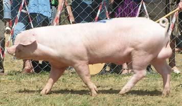 POLSKA BIA A ZWIS OUCHA Rasa mateczna Udział rasy pbz w strukturze ocenionych loch Percentage of evaluated pl sows 46,0% Wzorzec rasy Âwinia du a, d uga, Êrednio szeroka i g boka, z dobrze umi Ênionà