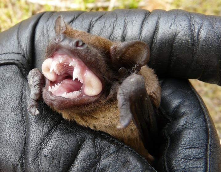 Karlik większy Pipistrellus nathusii Karlik drobny Pipistrellus pygmaeus Nocek łydkowłosy Myotis dasycneme Nocek rudy Myotis daubentonii Nocek duży Myotis myotis Gacek brunatny Plecotus auritus