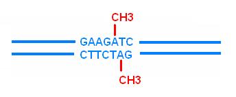 Analiza restrykcyjna DNA Enzymy restrykcyjne (restryktazy) to białka z grupy endonukleaz, które wiążą specyficzne sekwencje nukleotydowe i katalizują hydrolizę wiązania fosfodiestrowego w określonych