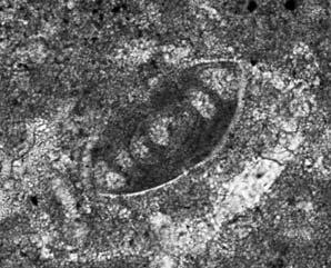 Inst. Geol.