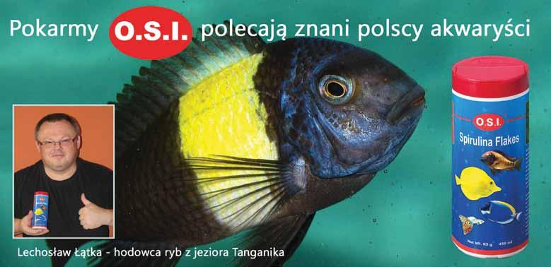 Eretmodus cyjanostictus stanowi uzupełnienie obsady wielogatunkowej Złożone jaja w