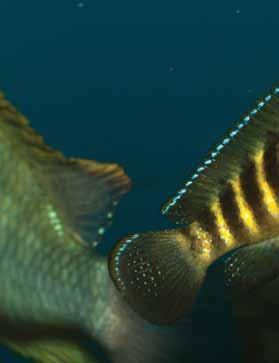 lub oczlika (Cyklops sp.).