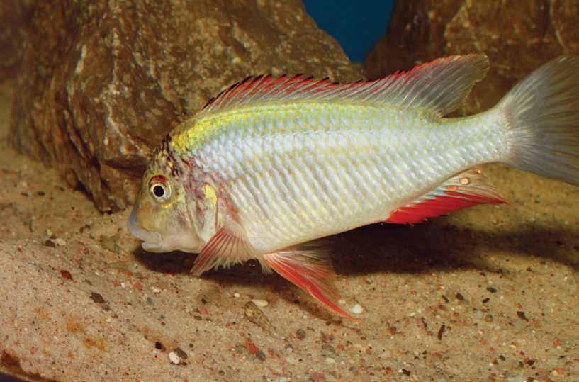 Aktywny rozrodczo samiec Simochromis diagramma Isanga przygotowuje się do tarła obierając swój rewir Przygotwanie dołka, w którym odbędzie się tarło Tarlaki względem siebie zachowują się spokojnie.