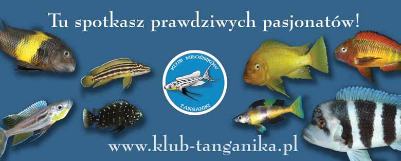 Z czasem takie zachowanie może doprowadzić do śmierci nękanego osobnika. Filtracja w akwarium z simochromisami powinna być podobnie dobierana jak w przypadku hodowli pielęgnic z rodzaju Tropheus.
