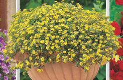 0,1 g 1,70 zł Heliotrop ogrodowy 00-644 1 op. 0,1 g 2,70 zł (Tropaeolum peregrinum).
