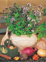 Aromatyczna roślina stosowana jako przyprawa do potraw mięsnych, sosów i warzyw.