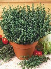 Podnosi niskie ciśnienie. Bazylia cytrynowa 01-080 1 op. 0,5 g 1,10 zł (Ocimum).