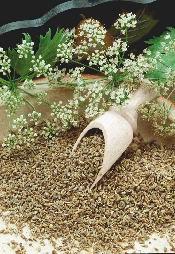 Doskonały, naturalny polepszacz smaku, składnik przyprawy magii. Ułatwia trawienie tłustych potraw. (Mentha).