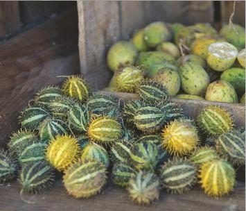 (Cucumis myriocarpus).