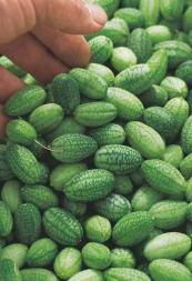 Niskokaloryczny miąższ o smaku zbliżonym do kiwi i melona spożywa się na surowo.
