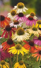 (Echinacea purpurea).