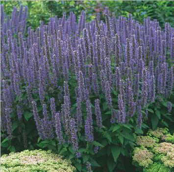 ogrodu. Jedna roślina zapewnia ochronę na 5-10 m². (Campanula carpatica).
