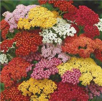 (Gypsophila paniculata). Bylina na wysokie rabaty.