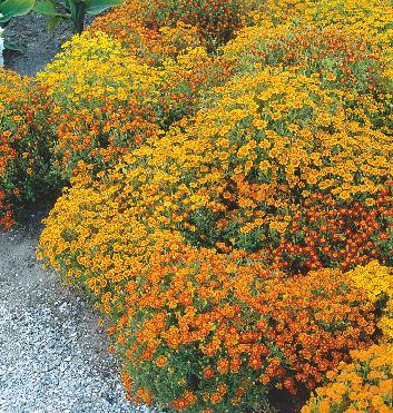 150 cm VI-VIII 150-180 cm VII-IX Lnica marokańska Fairy Bouquet 00-643 1 op.