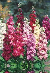 0,1 g 1,20 zł (Amaranthus gangeticus).