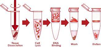 Izolacja DNA Ogólna zasada (etapy) 1. Trawienie tkanki: rozbicie błon komórkowych 2.