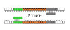 PCR (polimerase chain reaction) obszar docelowy powstają 2 nowe kopie dołączenie primerów synteza