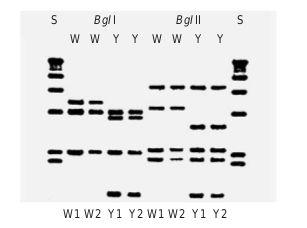 Analiza restrykcyjna RFLP restriction