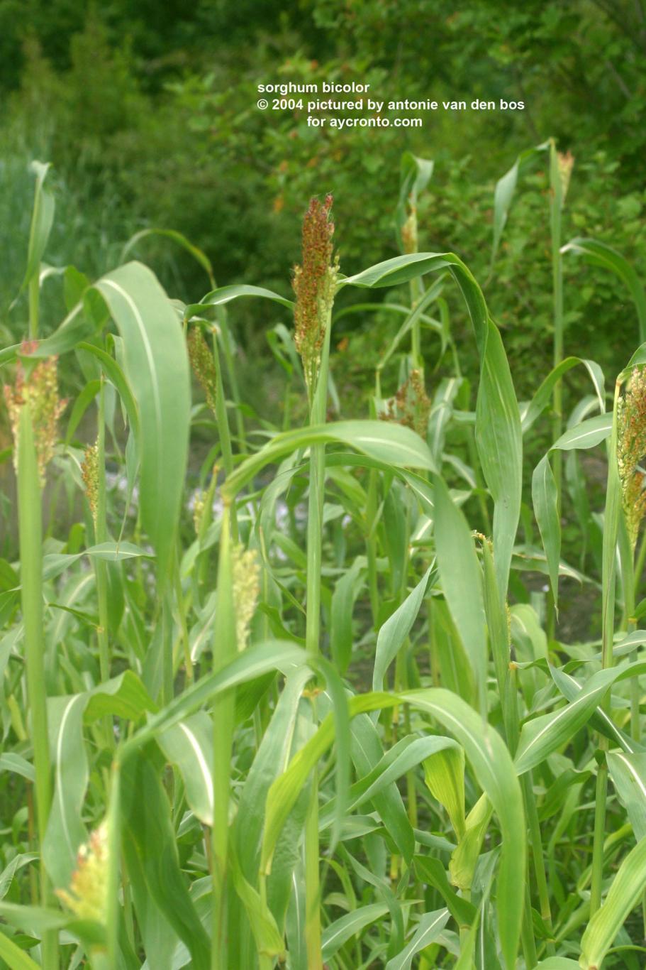 Sorgo