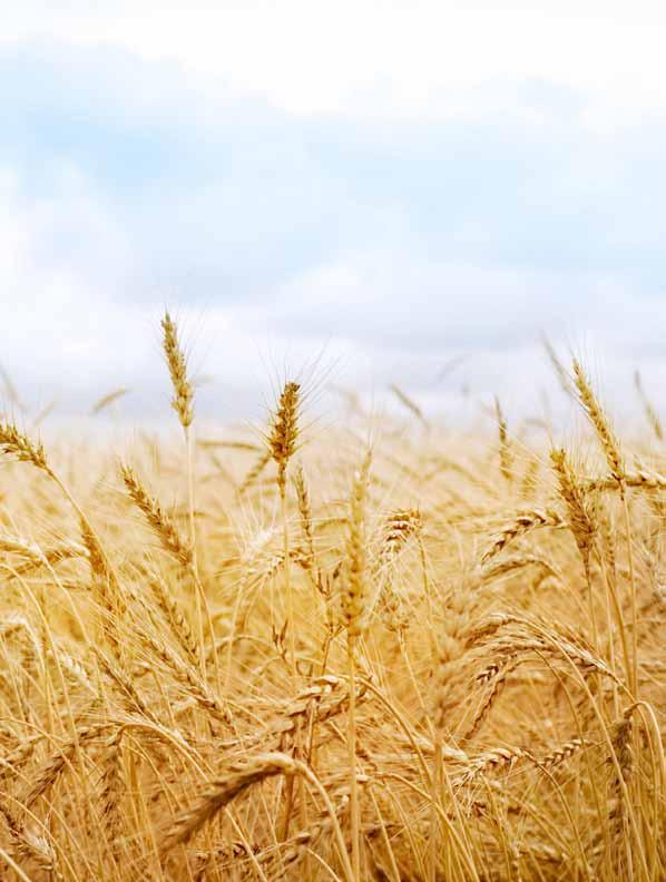 Stepenište Opciono krovno i spiralno stepenište za