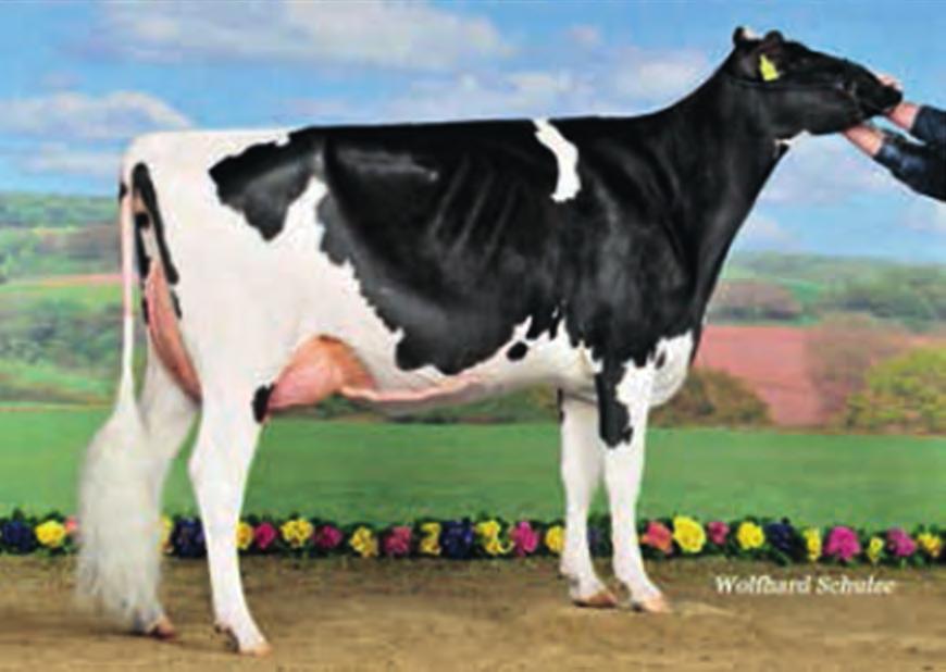 DAWCZYNIE ZARODKÓW GS Alliance Sid O`Kamila RF VG - 87 2yr Decrausaz Iron O`Kalibra RF EX-97 Wilcor Awesome O Kamea-ET