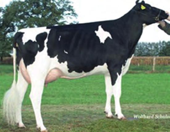 długowieczność kom. somatyczne 84 107 113 wymię nogi pokrój 120 108 120 produkcja Wydajność Vekis Phebe NC: 1. LA 305 d. 11271 kg mleka 568 kg tł. 5,04 % tł. 455 kg b. 4,04 % b.