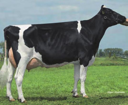 DAWCZYNIE ZARODKÓW Watermolen Baxter Panky VG-89 Watermolen Princess VG-89 Russelway Cameron Pinky Windy-Knoll-View Pledge