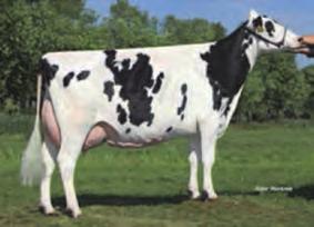 15-12-2015 Rubicon x Supersire x Niagra Klasyk wśród rodowodów: odów Rubicon x Supersire re x Niagra x Baxter x Princes!