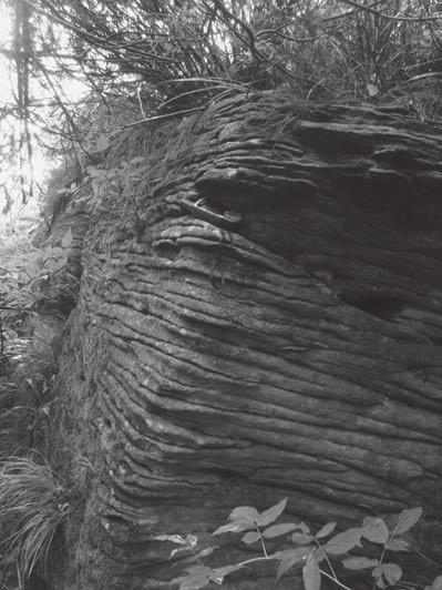 Problemy ochrony geostanowisk na obszarze Pasma Polic 141 Ryc. 7. Zarastające formy skałkowe na Złotej Grapie (fot. P. Franczak). Fig. 7. Overgrown rock formations at Złota Grapa (photo by P.