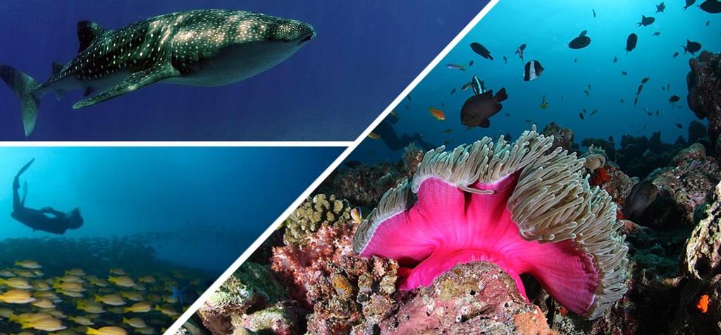 OPIS NURKOWANIA Opis główny» Malediwy leżą w basenie Oceanu Indyjskiego, więc podczas nurkowania czeka nas prawdziwa feeria barw.
