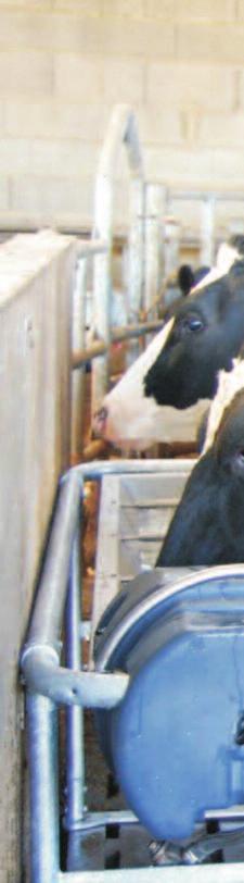 56 Dla każdego hodowcy Poidła i Koryta Poidła i koryta dla świń, krów, koni owiec i