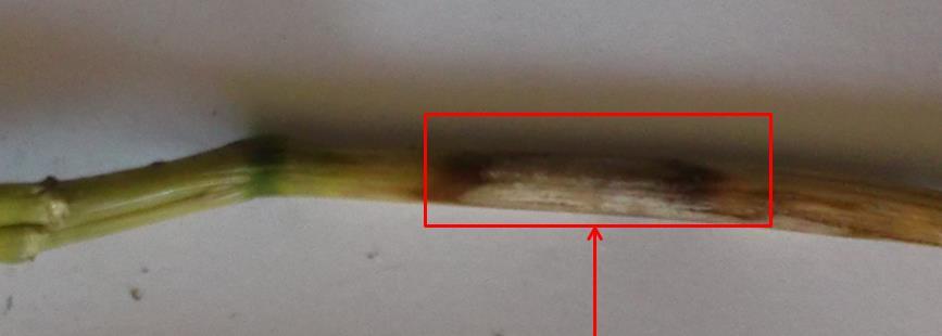 Łamliwość podstawy źdźbła zbóż (Pseudocercosporella herpotrichoides) Objawy U nasady źdźbeł pszenicy, jęczmienia, żyta i pszenżyta pojawiają się już późną jesienią podłużne plamy koloru szarego lub