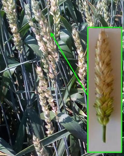 Fuzarioza kłosów (Fusarium culmorum, avenaceum) Objawy Symptomem porażenia roślin sprawcą fuzariozy jest proces tzw.