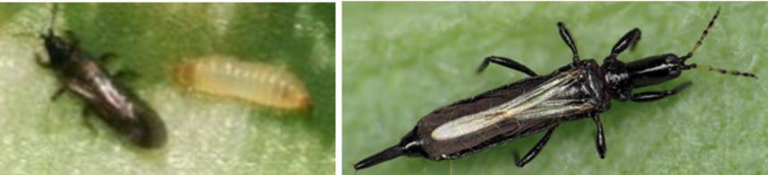 3. Biologia szkodników zasiewów zbóż zasiedlających pola uprawne województwa pomorskiego Wciornastki (Thysanoptera, Physapoda,