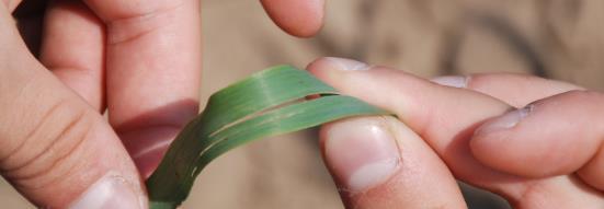 Larwy natomiast są wielkości około 1-3 mm, barwy czarnobrązowej, pokryte czarną śluzowatą wydzieliną.