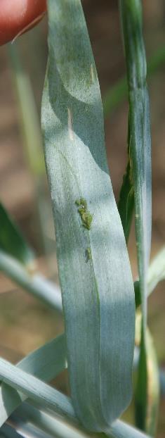 Mszyce Budowa ciała Analizując wielkość osobników nie dorównują one skrzypionkom (ok 1,5-3 mm).