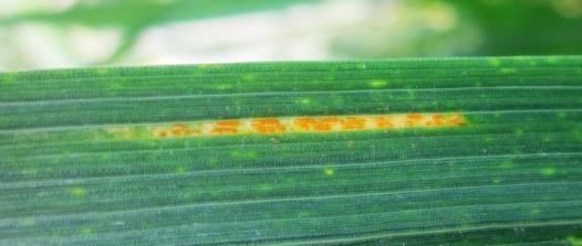 Rdza Żółta (Puccinia striiformis) Objawy Występuje w łanie gniazdami.