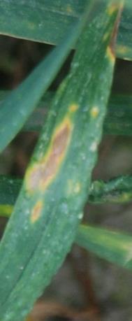 Septorioza liści (Septoria tritici) Objawy Porażenie może wystąpić w każdej fazie rozwoju rośliny.