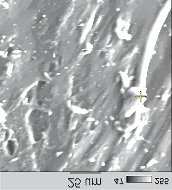 Rys. 16. Zdjęcia AFM powierzchni wulkanizatu NBR napełnionego montmorylonitem naturalnym modyfikowanym solą dimetylodihydroalkiloamoniową (C1) (N-M/2M2HT C1 ) odpowiadające sile tarcia Fig. 16. AFM photograph of the surface of NBR vulcanizate filled with modified montmorillonite N-MM/2M2HT C1 Rys.