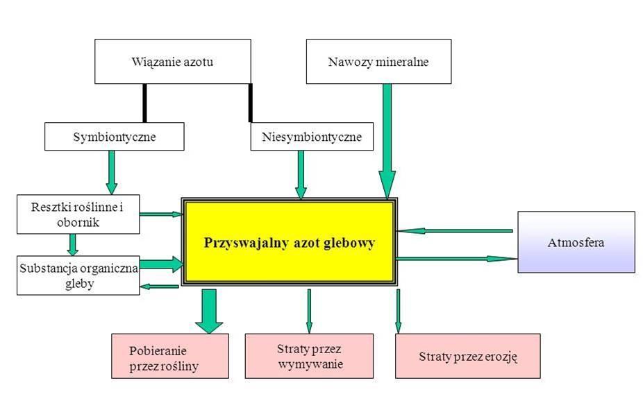 Schemat przychodów i strat azotu