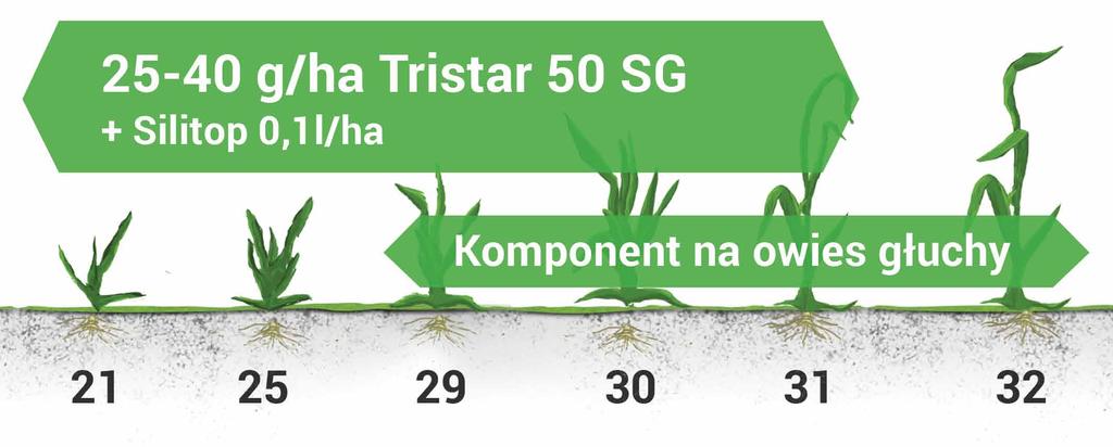 TRISTAR 50 SG - moc działania solo W określonych warunkach herbicyd Tristar 50 SG może być z powodzeniem stosowany samodzielnie. Ma to miejsce w sytuacji kiedy np.