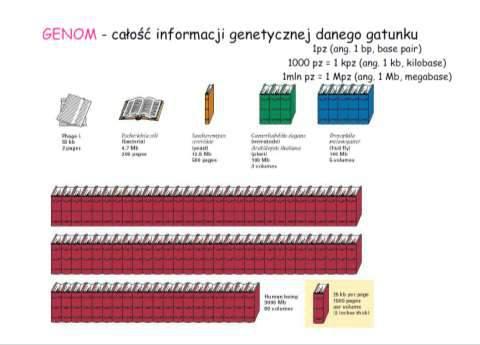 HUMAN GENOME PROJECT Analizy ludzkiego genomu pokazały że w 99,9% jesteśmy identyczni na poziomie DNA!