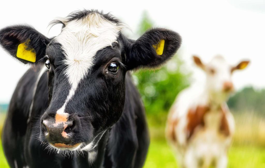 Firma BIOFEED to grupa doświadczonych pasjonatów i ekspertów w żywieniu zwierząt. Jesteśmy producentem pasz, koncentratów, premiksów i dodatków dla bydła.