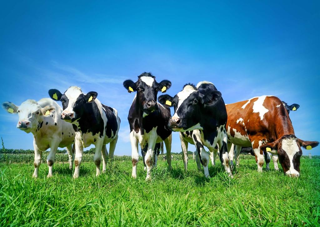 Cielęta i jałówki W BIOFEED bilansując produkty dla cieląt i jałówek kierujemy się przede wszystkim chęcią uzyskania najwyższej zdrowotności cieląt, dużej odporności na choroby oraz uzyskaniem