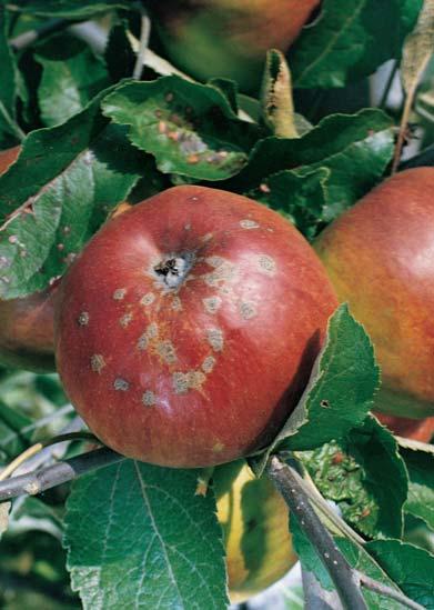 Jest to wyjątkowo ważne, gdy preparaty triazolowe ze względu na niskie temperatury nie dają dobrego efektu