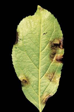 mączniakiem prawdziwym (Podosphaera leucotricha) na pędach (C) i zawiązkach (D) jabłoni Flint Plus 64 WG w zwalczaniu parcha jabłoni