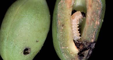 paciornica gruszowianka (Coutarinia pyrivora), (C) nasionnica