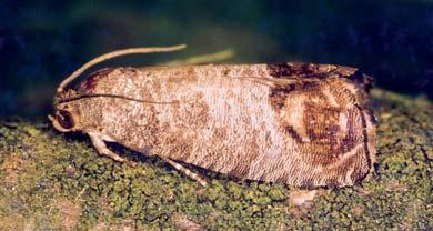 (Dysaphis plantaginea), (E) kwieciak jabłkowiec (uthonomus