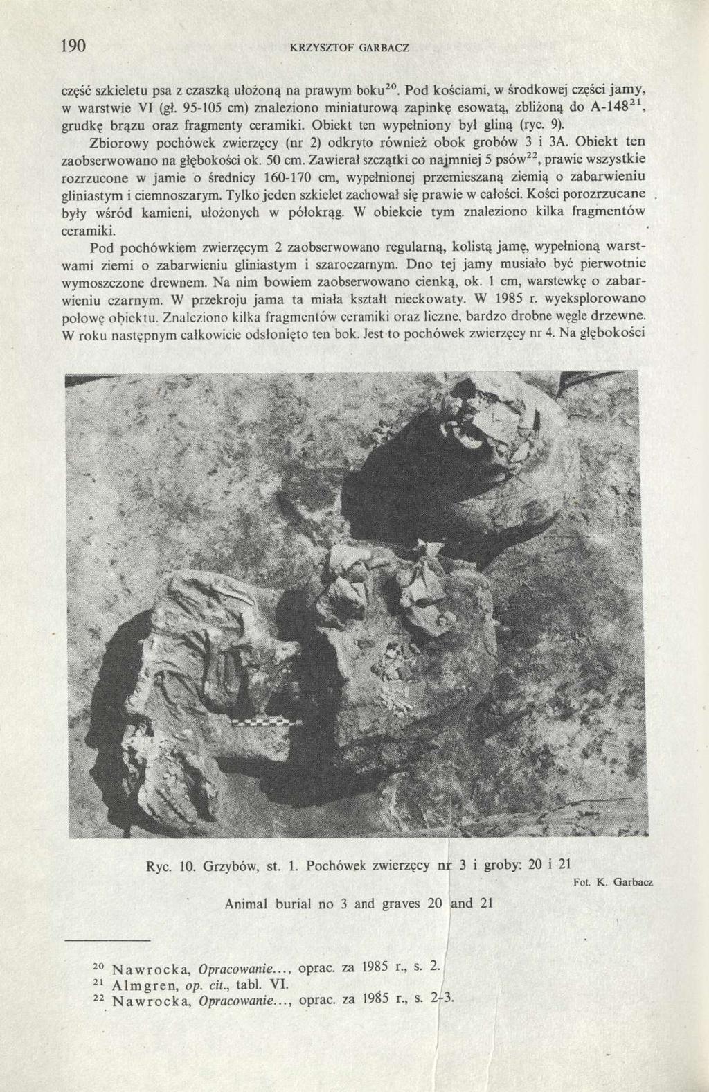 190 KRZYSZTOF GARBACZ część szkieletu psa z czaszką ułożoną na prawym boku 20. Pod kościami, w środkowej części jamy, w warstwie VI (gł.